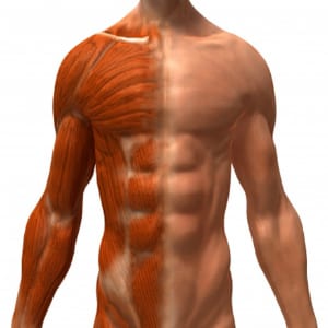 Somanabolic muscle maximizer information